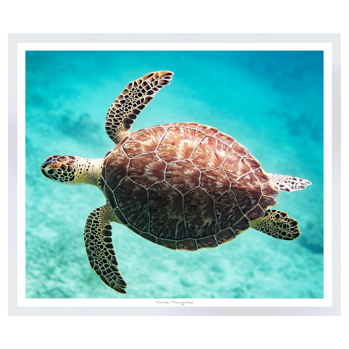 Turtle Tranquility, 41" X 35"