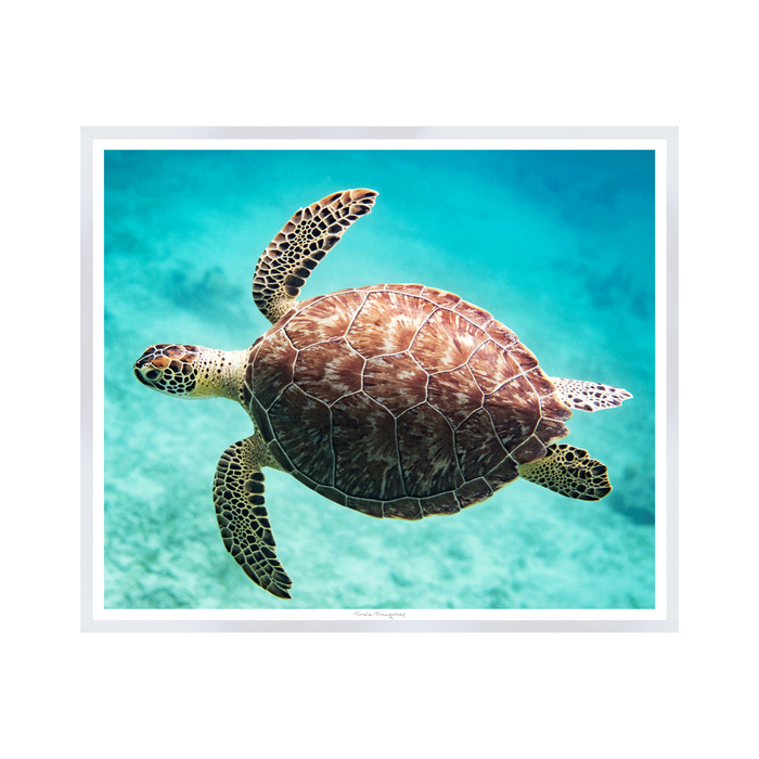Turtle Tranquility, 31" x 26"