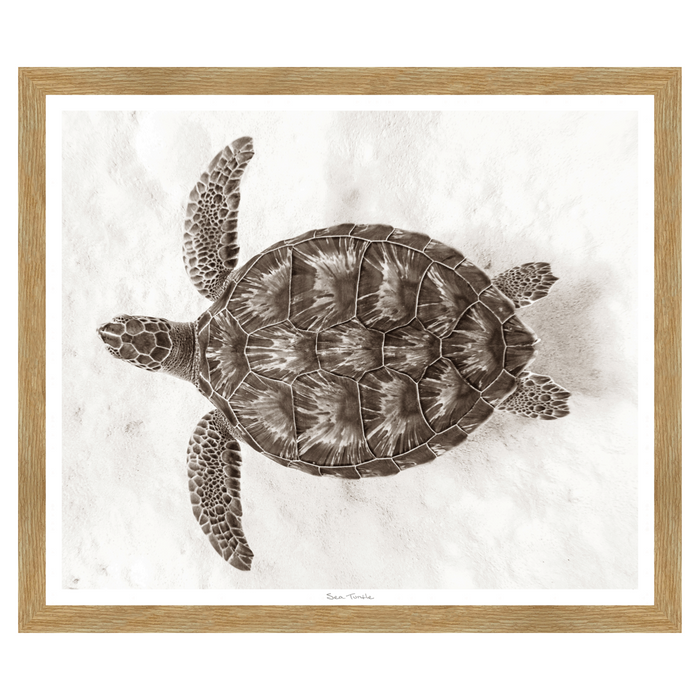 Sea Turtle, 41" X 35"