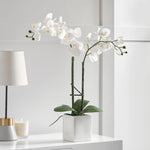 Orchid Potted Faux Double Stem 23", White