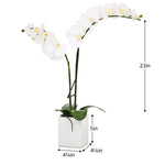 Orchid Potted Faux Double Stem 23", White