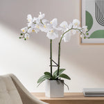 Orchid Potted Faux Double Stem 23", White