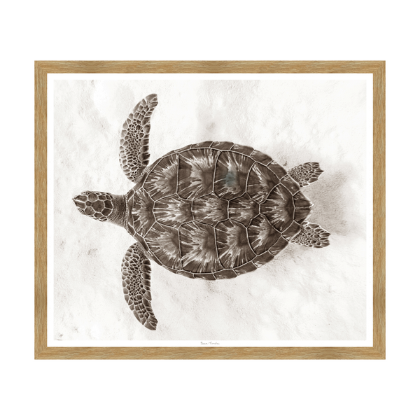 Sea Turtle, 31" x 26"