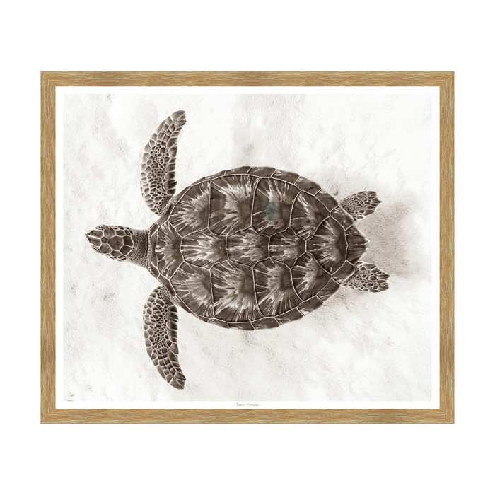 Sea Turtle, 31" x 26"