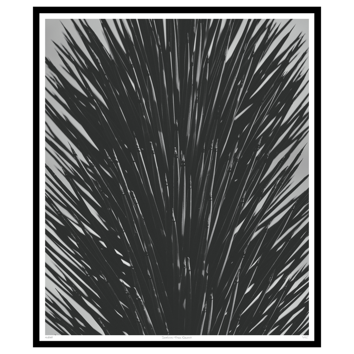 Joshua Tree Detail, 45” x 38”