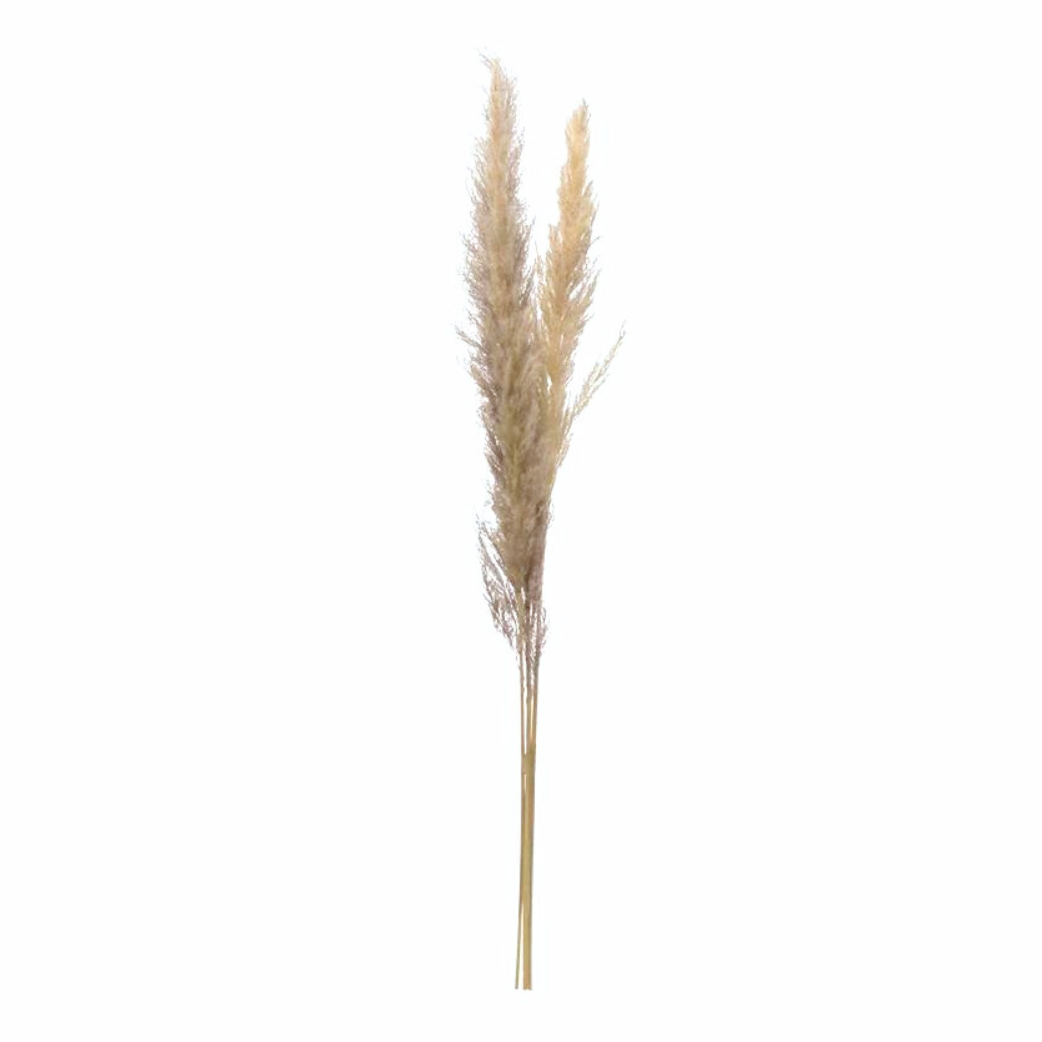 Dried Natural Pampas Grass Bunch