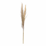 Dried Natural Pampas Grass Bunch