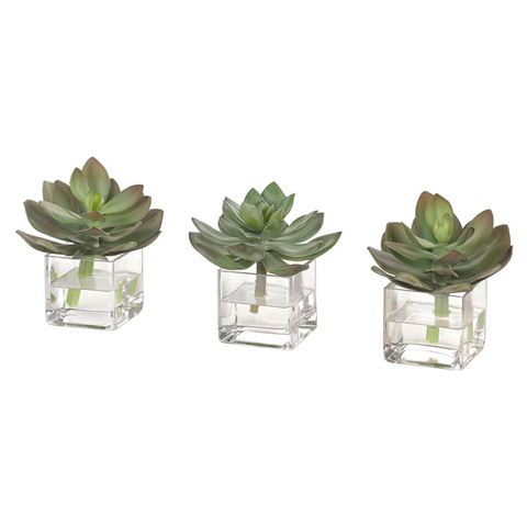 Succulent, Green Burgundy, in Glass Cube 6", 3 styles