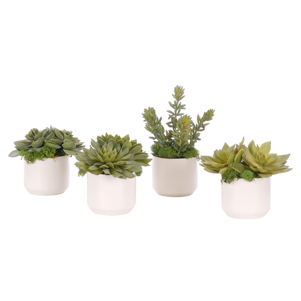Succulent Faux Arrangement, 7"H, 4 Styles