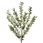 Desert Multi Bloom Eucalyptus 54" Stem, Green