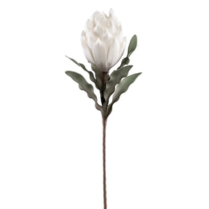 Desert Blooming Protea 33" Stem, White