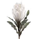 Desert Blooming Protea 33" Stem, White