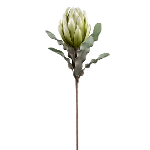 Desert Blooming Protea 33" Stem, Green