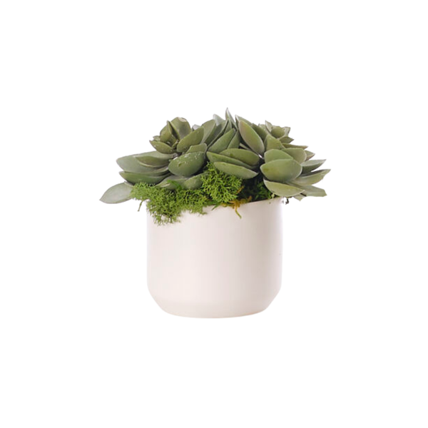Succulent Faux Arrangement, 7"H, 4 Styles