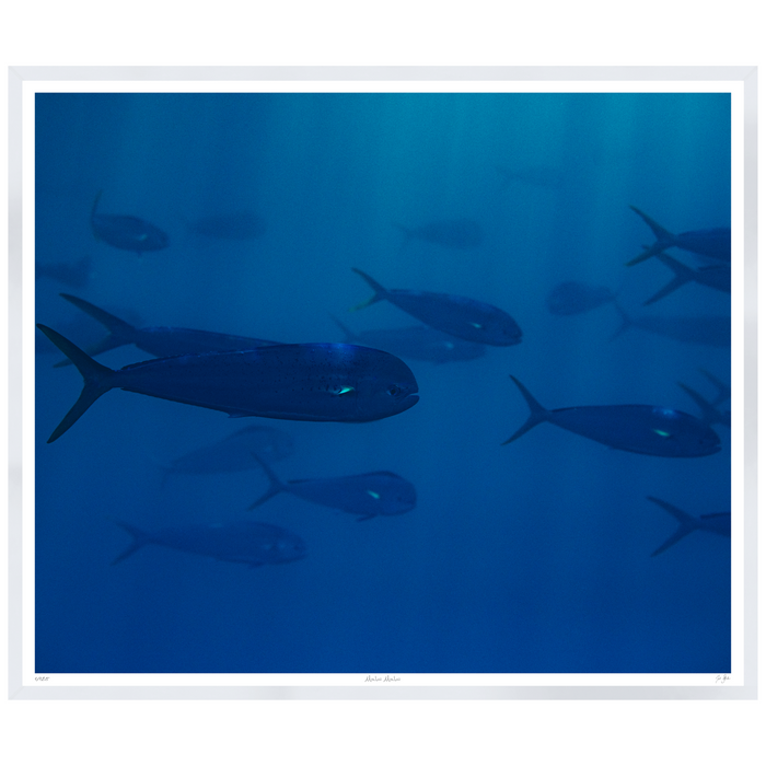 Mahi Mahi, 45” x 38”