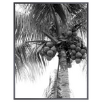 Black and White Palm Tree III, 17.50" x 22.50"
