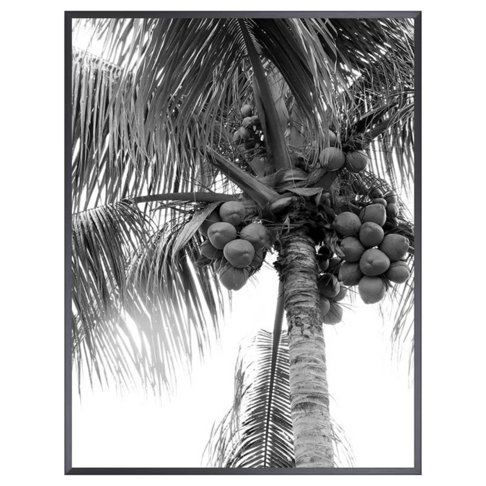 Black and White Palm Tree III, 17.50" x 22.50"