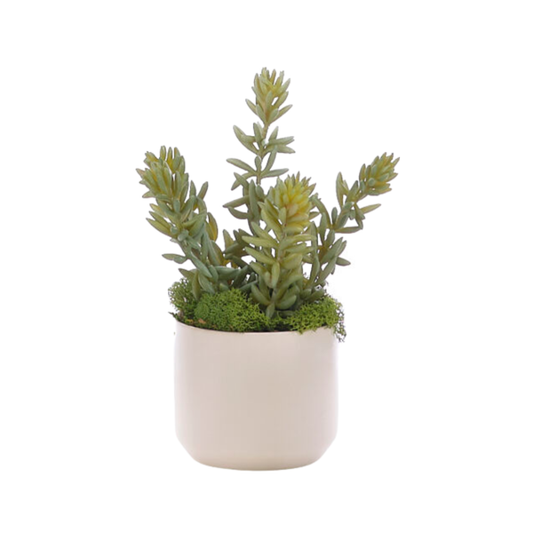 Succulent Faux Arrangement, 7"H, 4 Styles