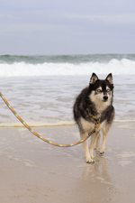 Everyday Dog Leash, Jolly Lolly, 2 Sizes