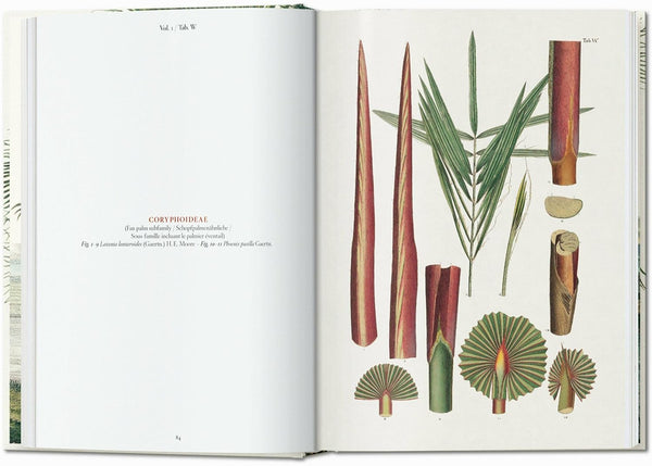 Martius: the Book of Palms