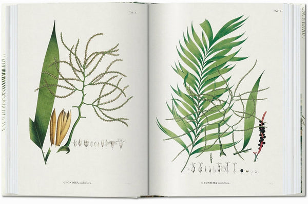 Martius: the Book of Palms