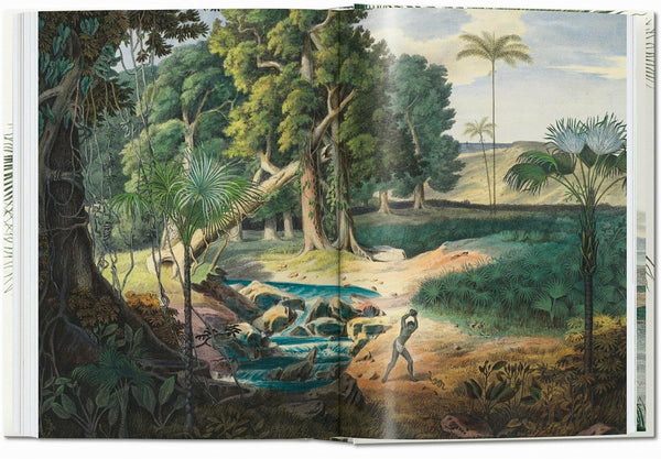 Martius: the Book of Palms