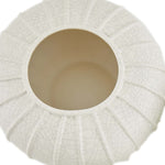 Pompano Vases, 3 Sizes, Sold Separately