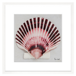 Shell Collection VII, 28" x 28"
