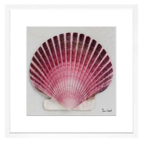 Shell Collection IX, 28" x 28"