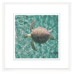 Green Sea Turtle, 29" x 29"