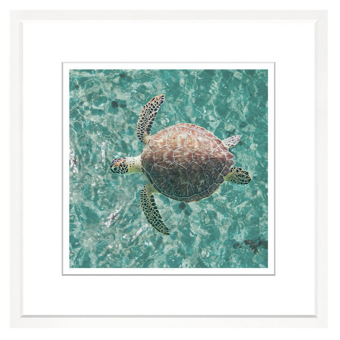 Green Sea Turtle, 29" x 29"