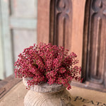 Bursting Astilbe Half Sphere, Sangria, 9"