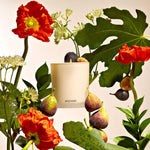 Fig & Olive Classic Candle, 10.5 oz