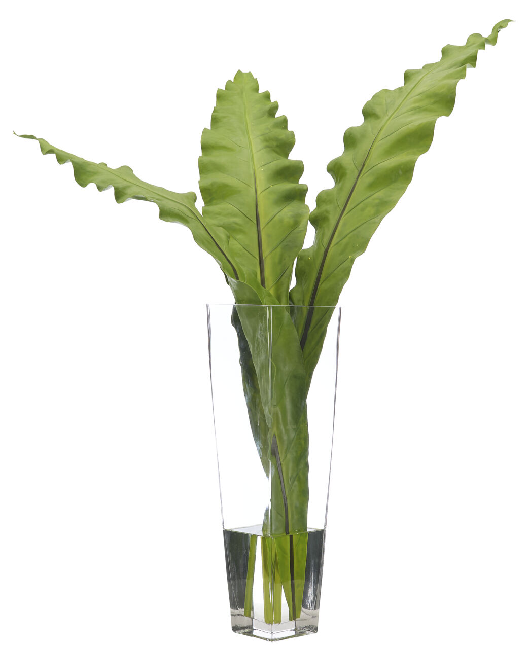 Anthurium Leaf, Glass Square Vase Faux Watergarden, 39"