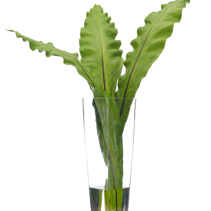 Anthurium Leaf, Glass Square Vase Faux Watergarden, 39"