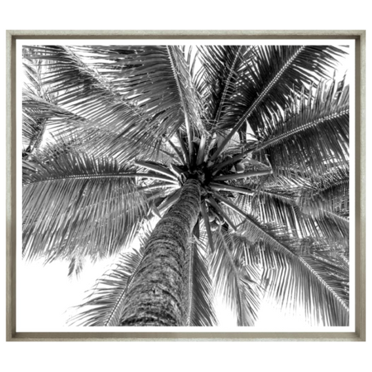 Black And White Palm, 40" x 33”