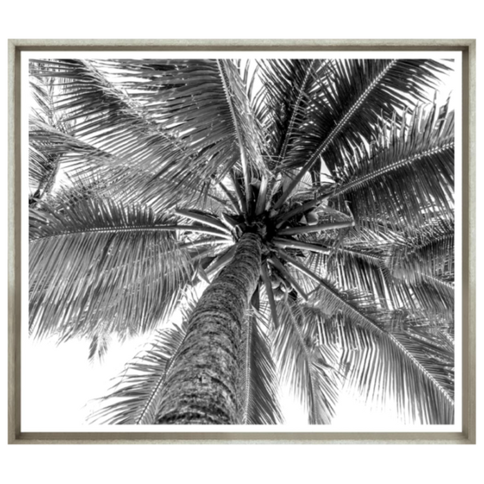 Black And White Palm, 40" x 33”