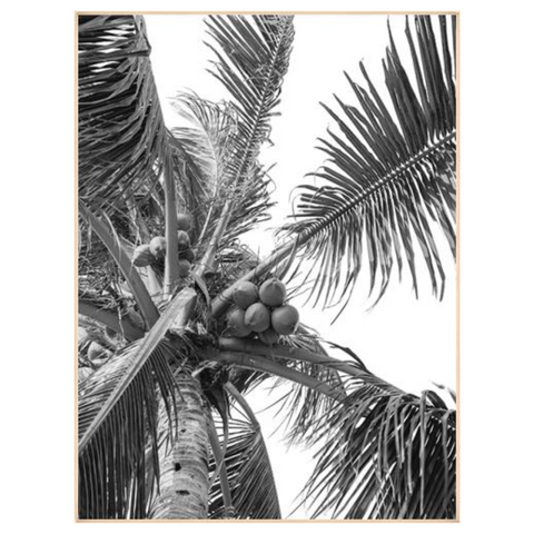 Black and White Palm Tree 24" X 32"