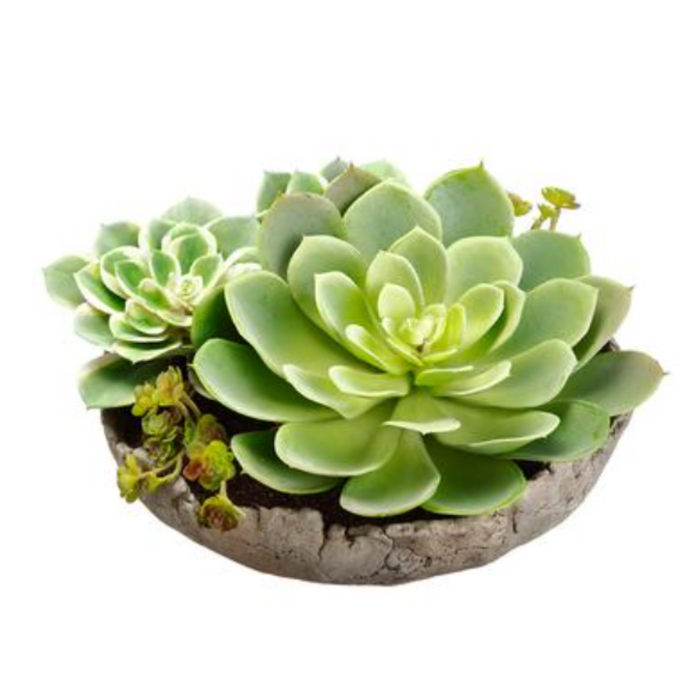 Succulent Garden in Cement Pot, 6.5"