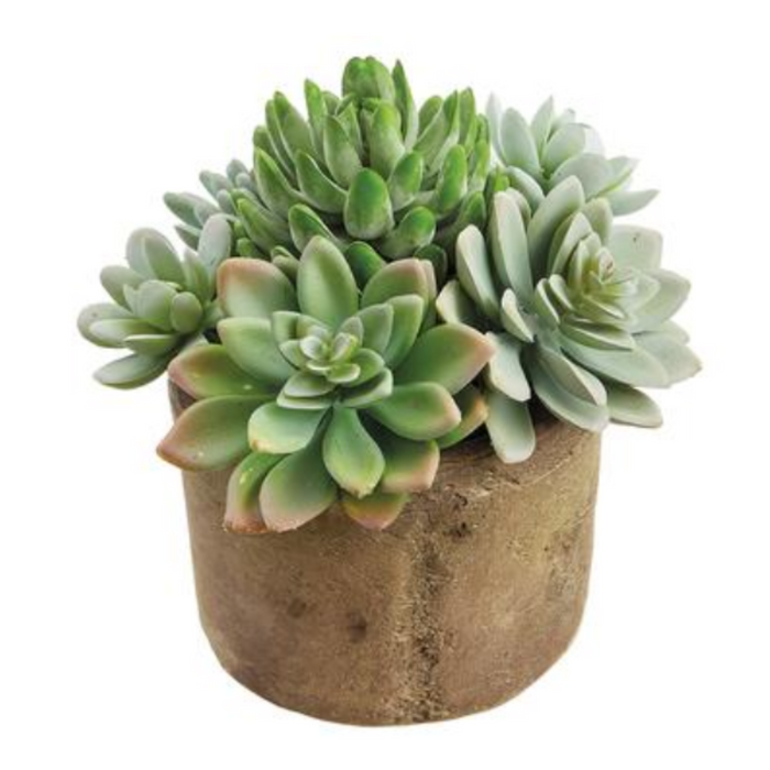 Succulent in Pot, 6.5"