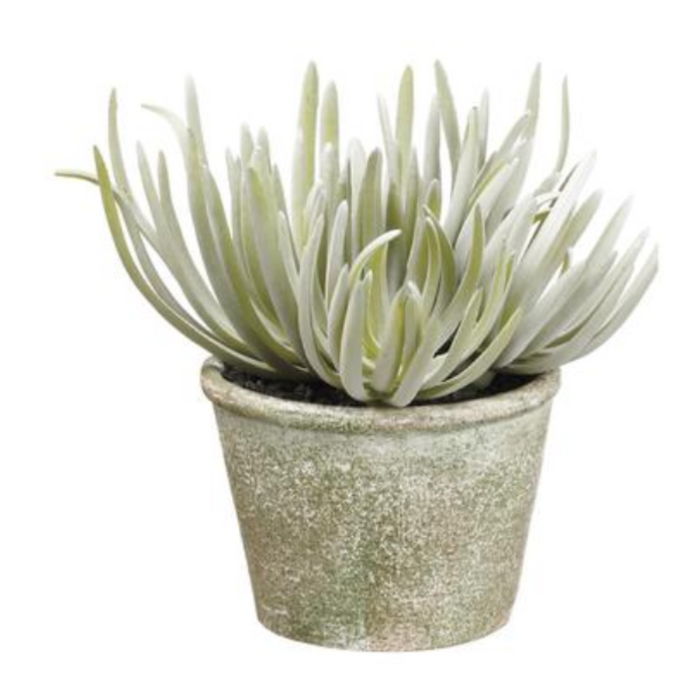 Senecio in Paper Mache Pot, 6.5"