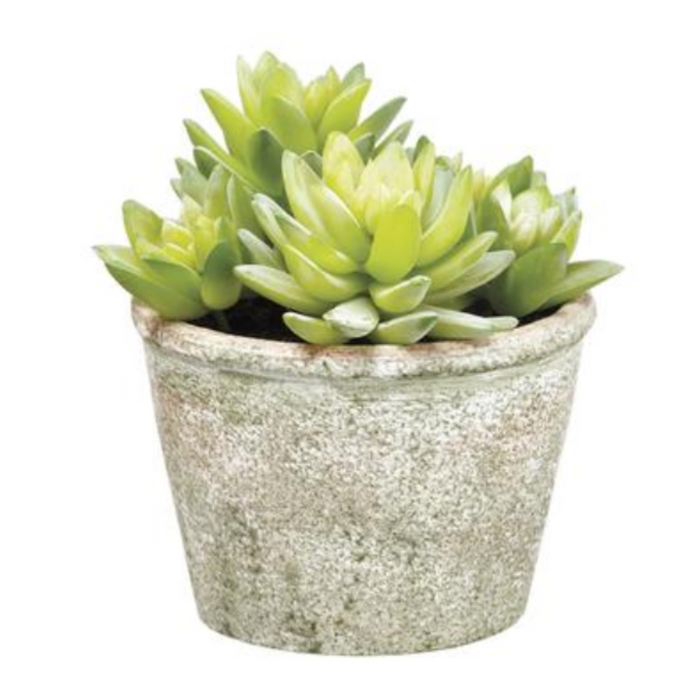 Sedum in Paper Mache Pot, 5.75"