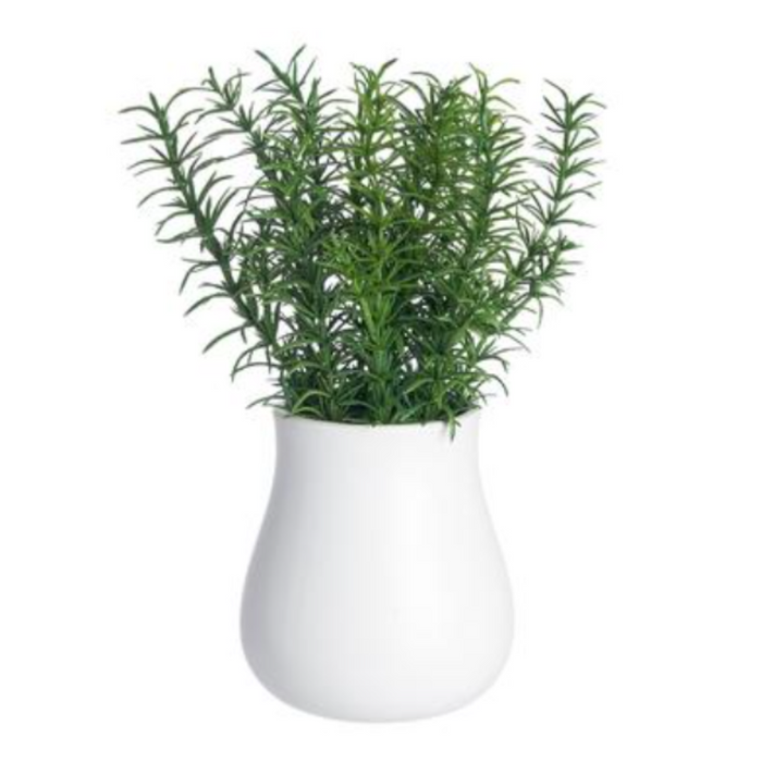 Thyme in Ceramic Vase, 11"
