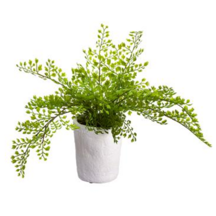 Maid Fern in Pot, 10.5"