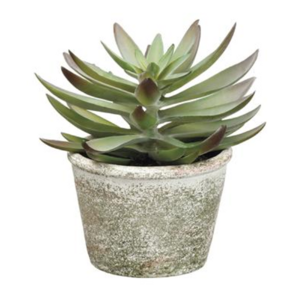 Echeveria in Paper Mache Pot , 6.5"