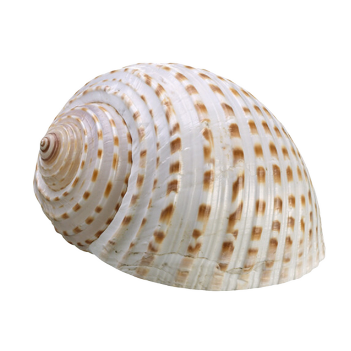 Sea Shell