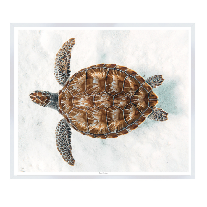Sea Turtle, 31" x 26"