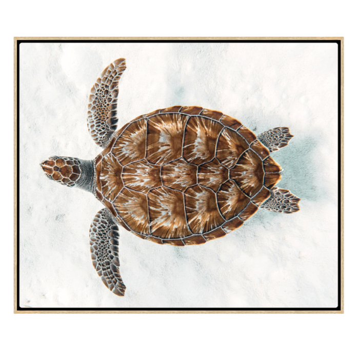 Sea Turtle, Oak Floating Canvas, 40" x 34"