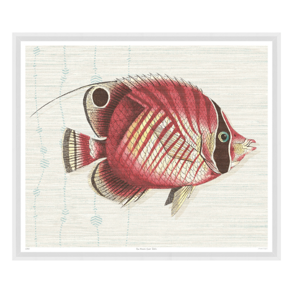 St Kitts Red Fish, 31" x 26"