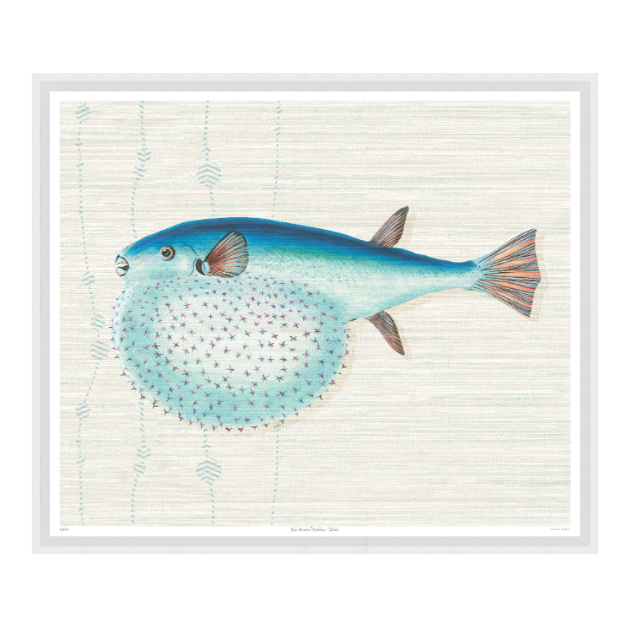 St Kitts Puffer Fish, 31" x 26"